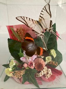 18⚜️ Déco Papillons Sous Verre et Fleurs Séchées Boite Carrée Gros Cube de 15 Cm