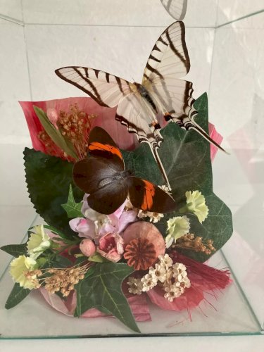 18⚜️ Déco Papillons Sous Verre et Fleurs Séchées Boite Carrée Gros Cube de 15 Cm