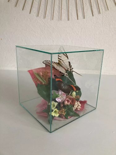 18⚜️ Déco Papillons Sous Verre et Fleurs Séchées Boite Carrée Gros Cube de 15 Cm