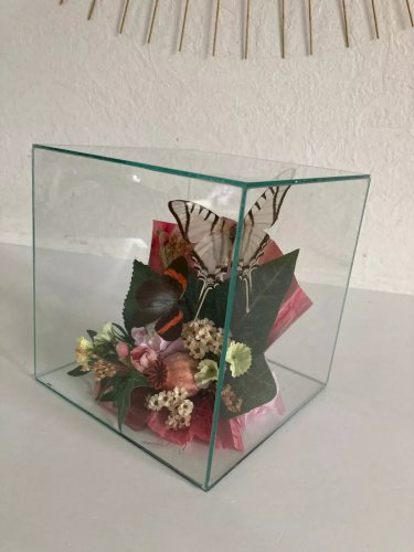 18⚜️ Déco Papillons Sous Verre et Fleurs Séchées Boite Carrée Gros Cube de 15 Cm