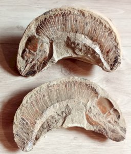 2 anciens fossiles Poisson nodule collection minéraux  cabinet objet curiosité