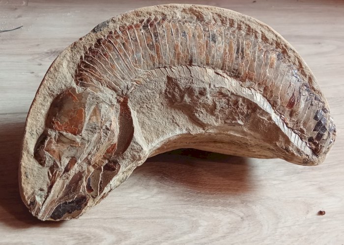 2 anciens fossiles Poisson nodule collection minéraux  cabinet objet curiosité