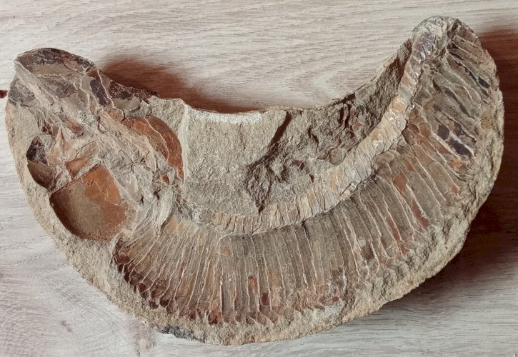 2 anciens fossiles Poisson nodule collection minéraux  cabinet objet curiosité