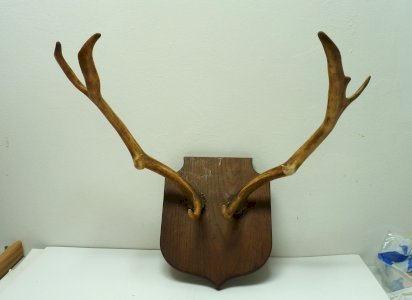 2 bois de cerf ou chevreuil de 38 cm, prêts à accrocher au mur