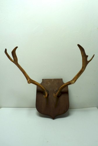 2 bois de cerf ou chevreuil de 38 cm, prêts à accrocher au mur