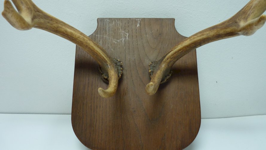2 bois de cerf ou chevreuil de 38 cm, prêts à accrocher au mur