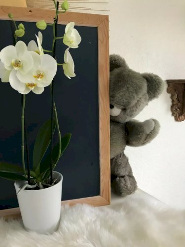 22 ⚜ Ancienne Peluche Doudou Ours Nounours Vintage Gris H 55 Cm Made in France