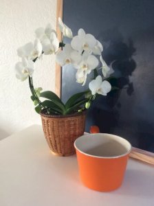 dot