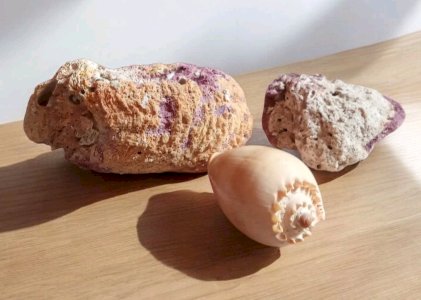 3 Anciens coquillage spondyle collection aquarium Objet Curiosité fossile