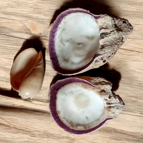 3 Anciens coquillage spondyle collection aquarium Objet Curiosité fossile