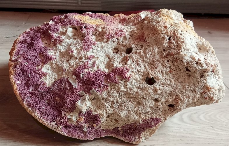 3 Anciens coquillage spondyle collection aquarium Objet Curiosité fossile