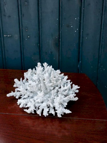 Alix, le grand corail blanc N°120