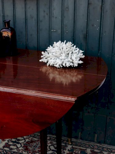 Alix, le grand corail blanc N°120