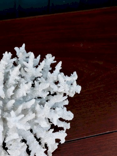 Alix, le grand corail blanc N°120