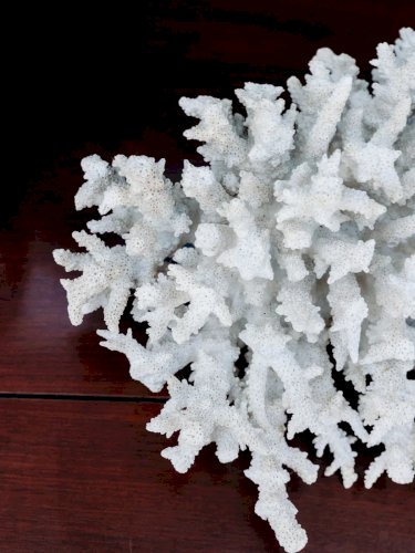 Alix, le grand corail blanc N°120