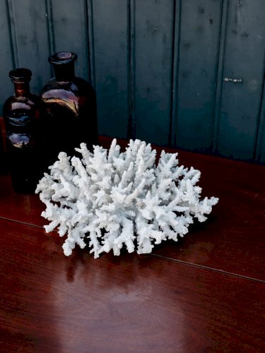 Alix, le grand corail blanc N°120