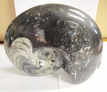 AMMONITE NOIRE Et BLANCHE XL 28 x 24 x 12 cm Mollusques Céphalopodes VC5 19/12