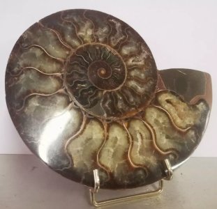 AMMONITE Pierre MINERAUX MINERALOGIE 12VE4 19/12