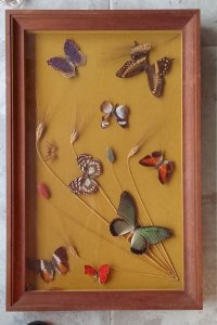 Ancien Cadre 9 Papillons Naturalisés Entomologie Old Naturalized Butterflies