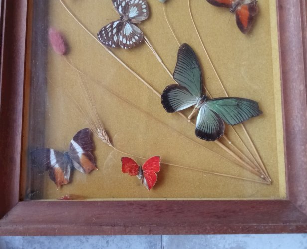 Ancien Cadre 9 Papillons Naturalisés Entomologie Old Naturalized Butterflies