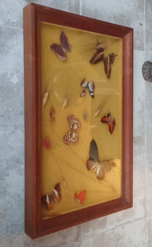 Ancien Cadre 9 Papillons Naturalisés Entomologie Old Naturalized Butterflies