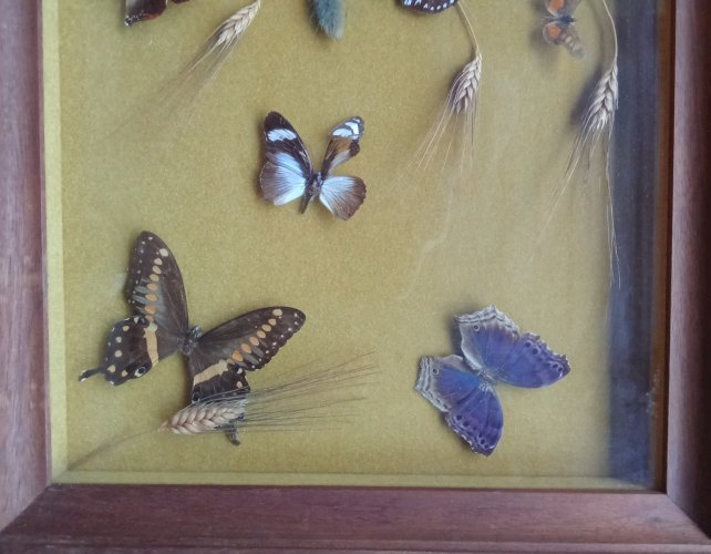Ancien Cadre 9 Papillons Naturalisés Entomologie Old Naturalized Butterflies