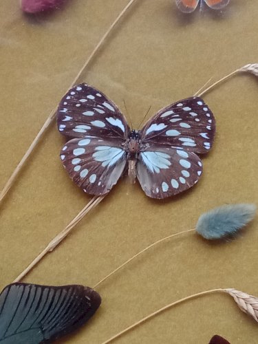 Ancien Cadre 9 Papillons Naturalisés Entomologie Old Naturalized Butterflies