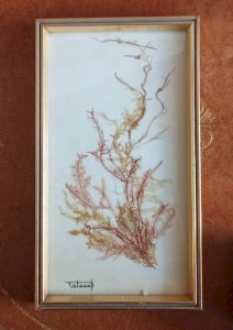 Ancien Cadre Avec Algue Flore Sous Marine Delaval Hennebont Bretagne