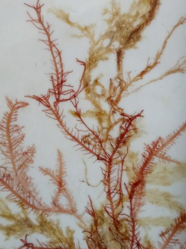 Ancien Cadre Avec Algue Flore Sous Marine Delaval Hennebont Bretagne