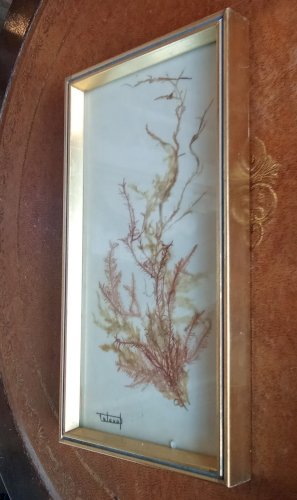 Ancien Cadre Avec Algue Flore Sous Marine Delaval Hennebont Bretagne