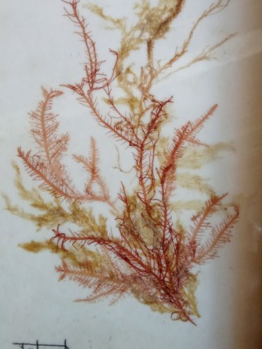 Ancien Cadre Avec Algue Flore Sous Marine Delaval Hennebont Bretagne