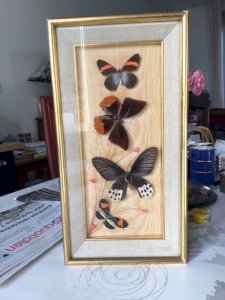 ANCIEN CADRE DORE DE PAPILLON NATURALISÉ CABINET CURIOSITÉ TAXIDERMIE