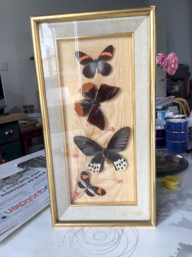 ANCIEN CADRE DORE DE PAPILLON NATURALISÉ CABINET CURIOSITÉ TAXIDERMIE