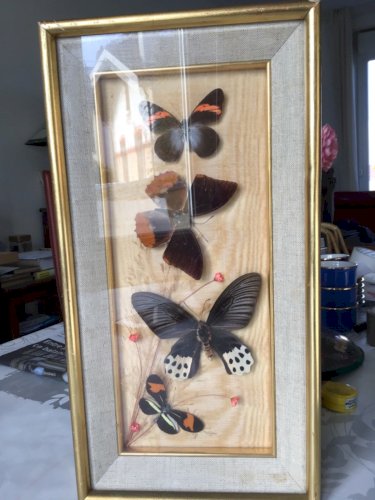 ANCIEN CADRE DORE DE PAPILLON NATURALISÉ CABINET CURIOSITÉ TAXIDERMIE