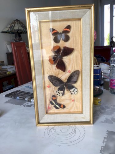 ANCIEN CADRE DORE DE PAPILLON NATURALISÉ CABINET CURIOSITÉ TAXIDERMIE