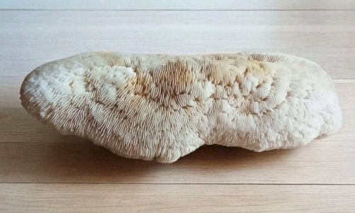 Ancien corail champignon fungia  coussin de requin Collection objet curiosité