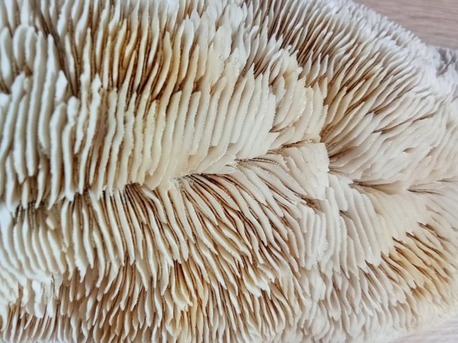 Ancien corail champignon fungia  coussin de requin Collection objet curiosité