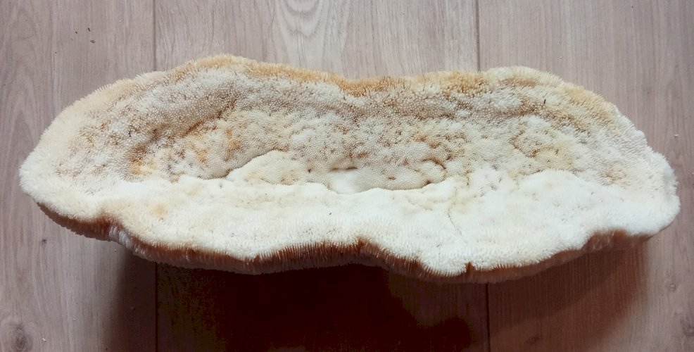 Ancien corail champignon fungia  coussin de requin Collection objet curiosité