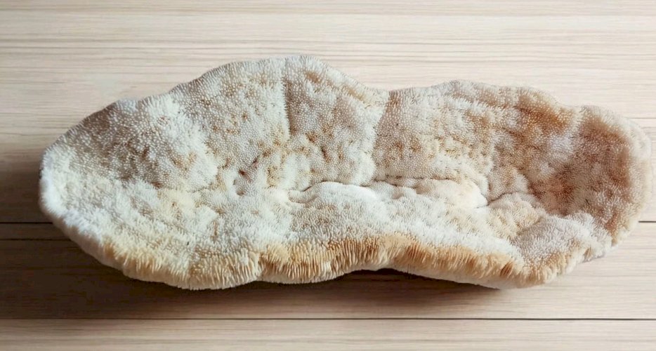 Ancien corail champignon fungia  coussin de requin Collection objet curiosité