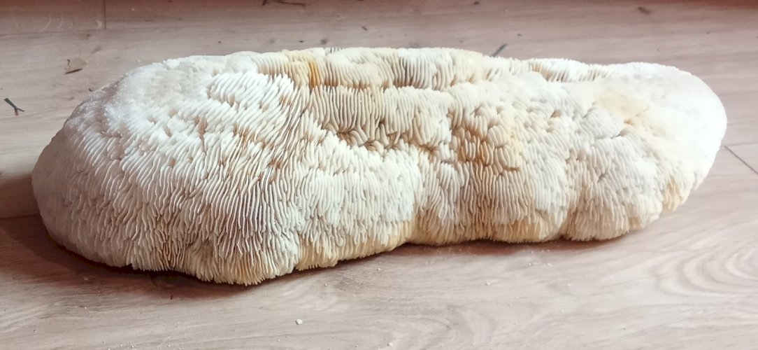 Ancien corail champignon fungia  coussin de requin Collection objet curiosité