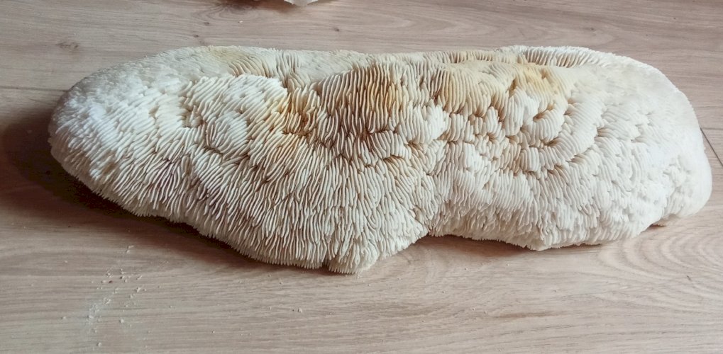 Ancien corail champignon fungia  coussin de requin Collection objet curiosité