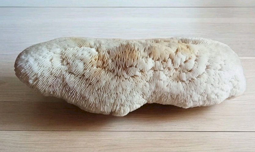 Ancien corail champignon fungia  coussin de requin Collection objet curiosité