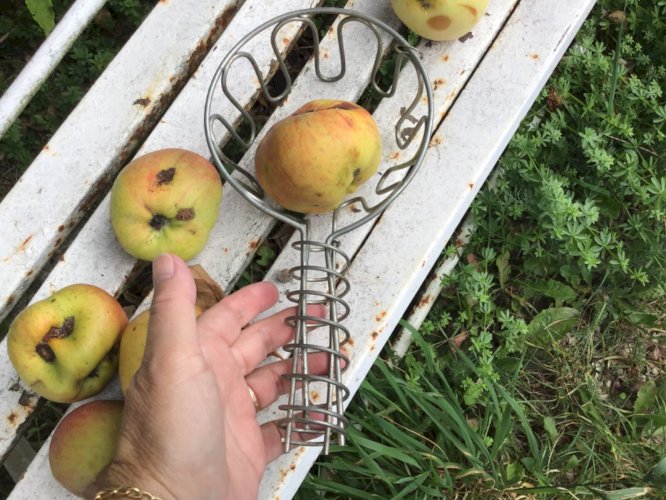 Ancien cueille pommes en fer épais.  Art populaire