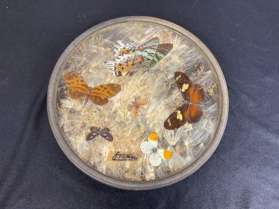 ANCIEN DESSOUS PLAT BOTANIQUE MORPHO AILES DE PAPILLON FLEURS PRESSÉES .