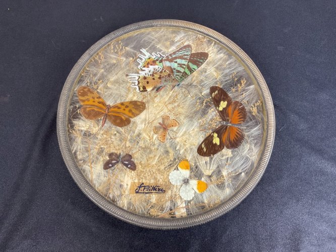 ANCIEN DESSOUS PLAT BOTANIQUE MORPHO AILES DE PAPILLON FLEURS PRESSÉES .