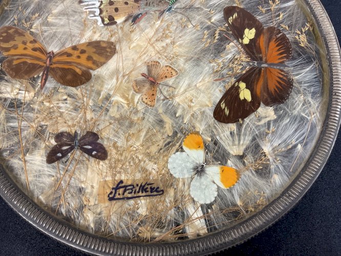 ANCIEN DESSOUS PLAT BOTANIQUE MORPHO AILES DE PAPILLON FLEURS PRESSÉES .