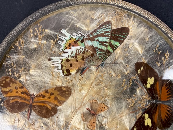ANCIEN DESSOUS PLAT BOTANIQUE MORPHO AILES DE PAPILLON FLEURS PRESSÉES .