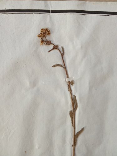 Ancien Herbier Botanique Histoire Naturelle Plante Herbe Achillée Millefeuilles