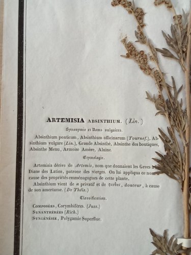 Ancien Herbier Botanique Histoire Naturelle Plante Herbe Armoise Absinthe