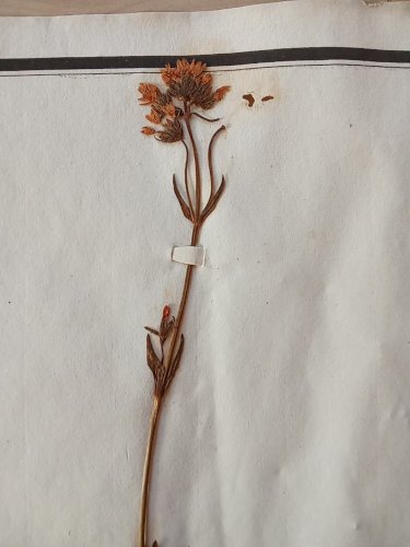 Ancien Herbier Botanique Histoire Naturelle Plante Herbe Gentiane Centaurée